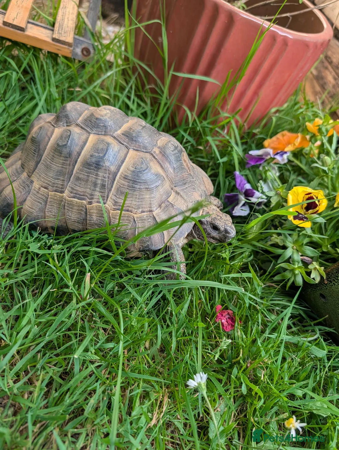 Tortoise reptiles for sale: Fred the tortoise  - Advert 1