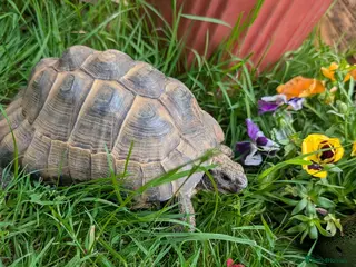 Tortoise reptiles Fred the tortoise - Advert 1