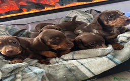 Miniature Dachshund dogs for sale: Miniature dachshund puppies - Image 4
