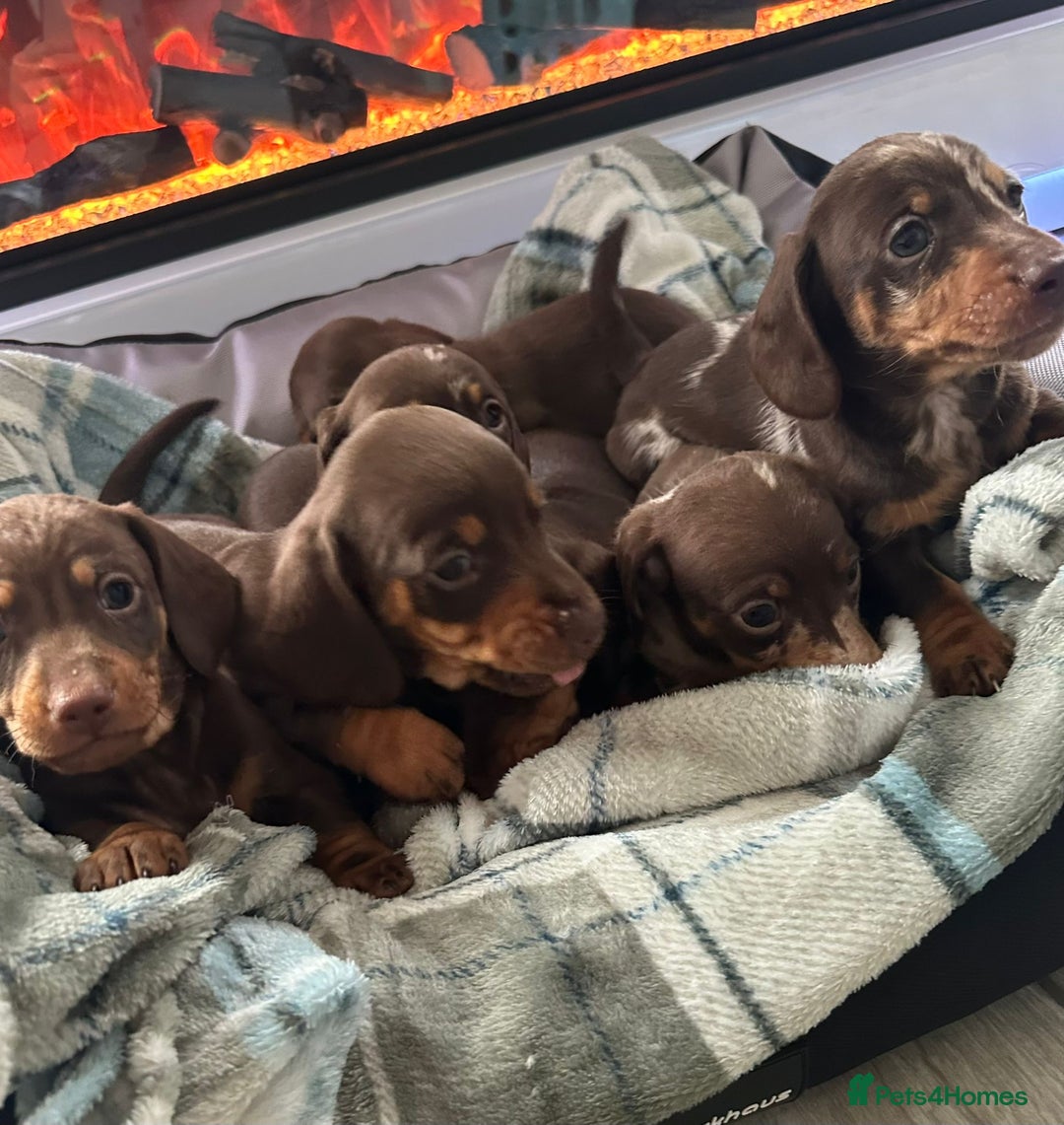 Miniature Dachshund dogs for sale: Miniature dachshund puppies - Image 4