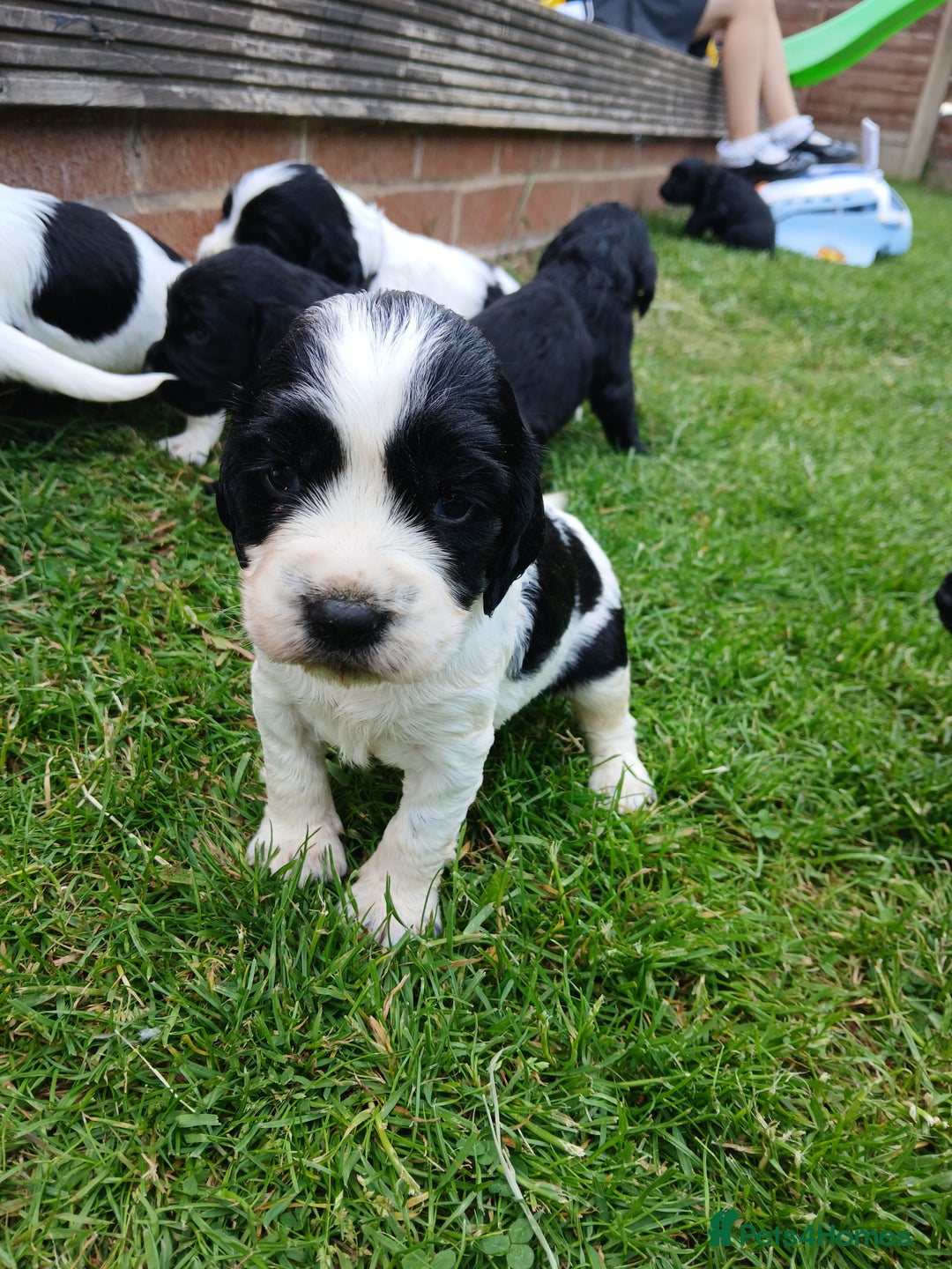 Sprocker dogs for sale: READY NOW !! 3 sprocker spaniels left  👀🏡✨️ in Wakefield - Image 22