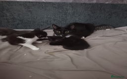 Mixed Breed cats for sale: 1 boy 3 girls  - Image 2