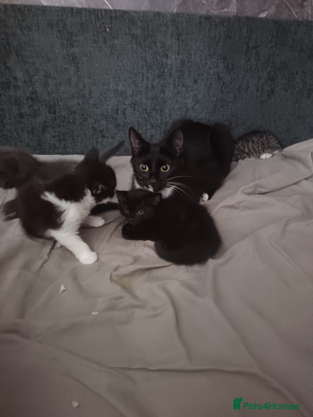 Mixed Breed cats for sale: 1 boy 3 girls  - Image 2