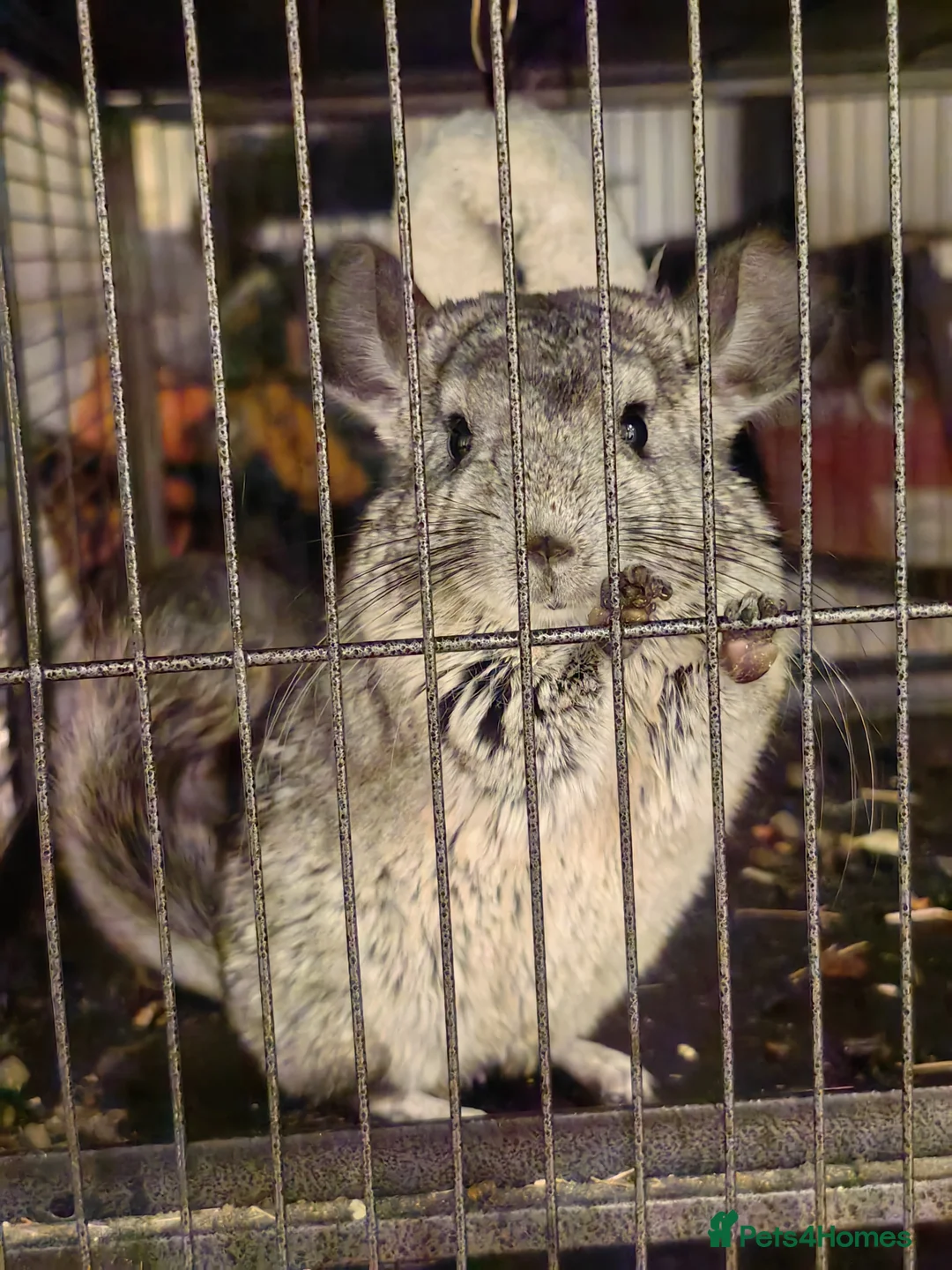 Chinchilla rodents for sale: X2 Chinchillas for sale  - Advert 2