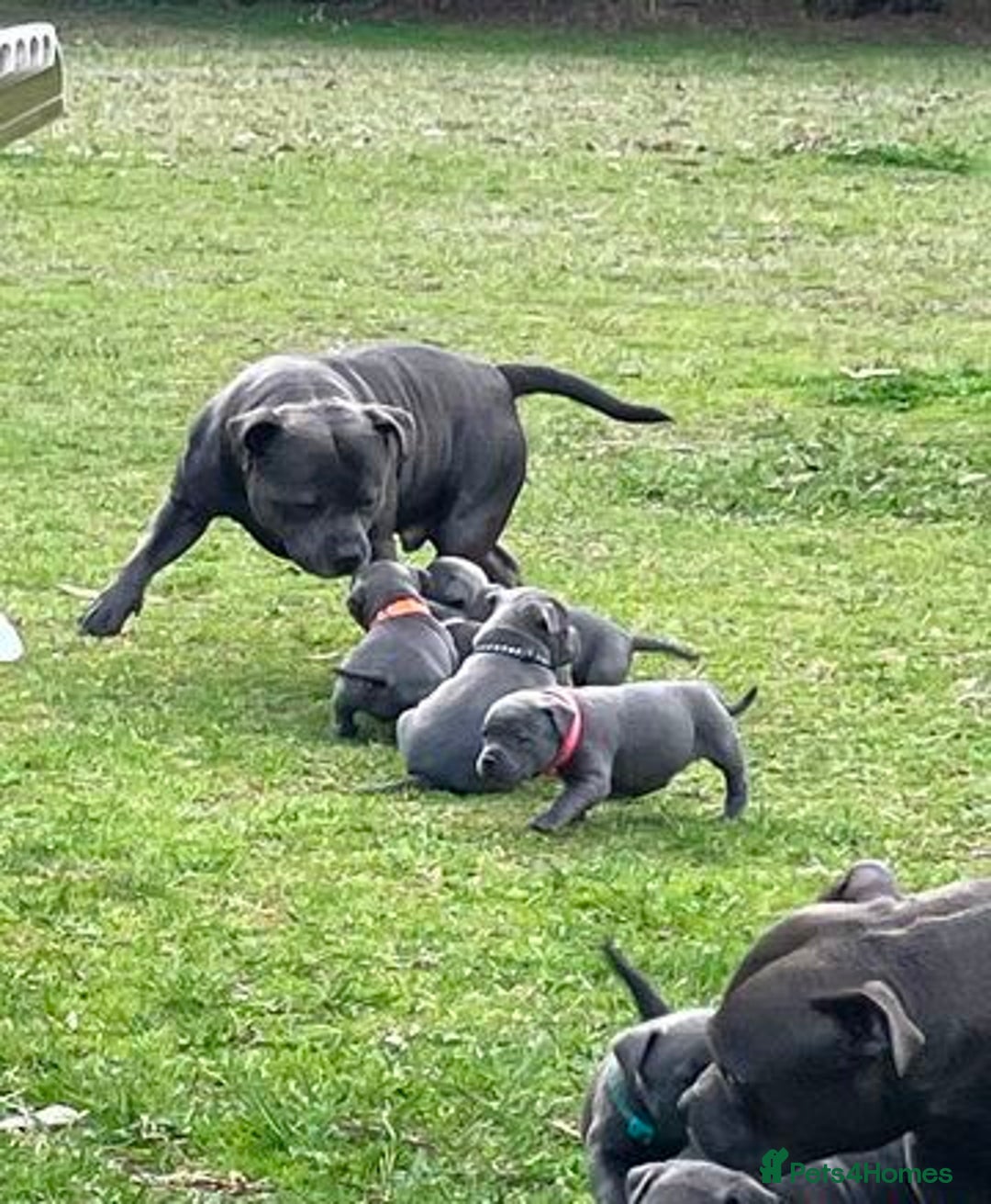 Staffordshire Bull Terrier dogs for sale: Blue Staffordshire Bull Terrier Puppies - Image 4