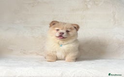 Siberian Husky dogs for sale: Stunning exotic colour chowsky puppies for sale - Image 5