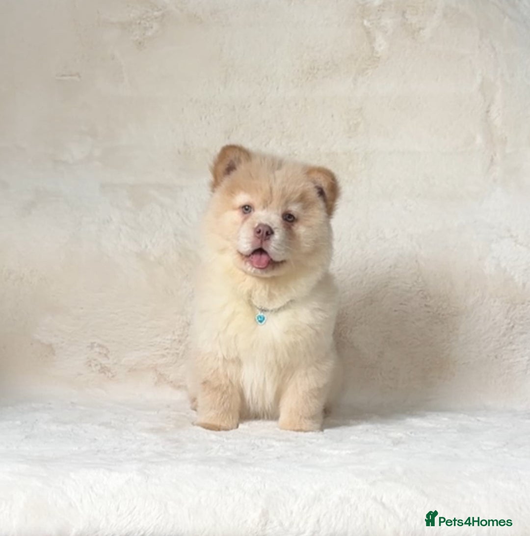 Siberian Husky dogs for sale: Stunning exotic colour chowsky puppies for sale - Image 5