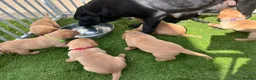 Labrador Retriever dogs for sale: 7 kc chunky Labrador pups  - Advert 1