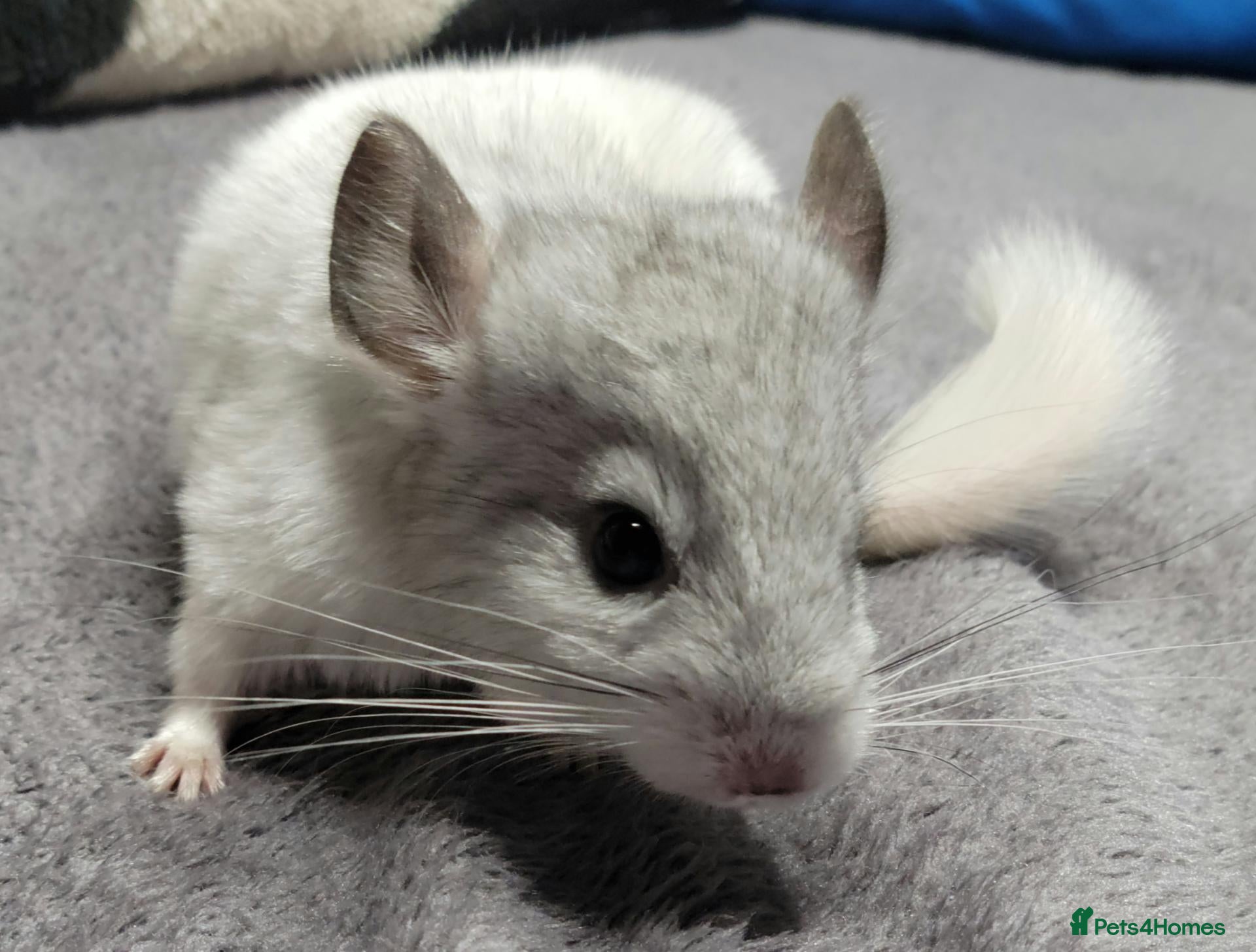 Chinchilla rodents baby chinchillas  - Advert 3