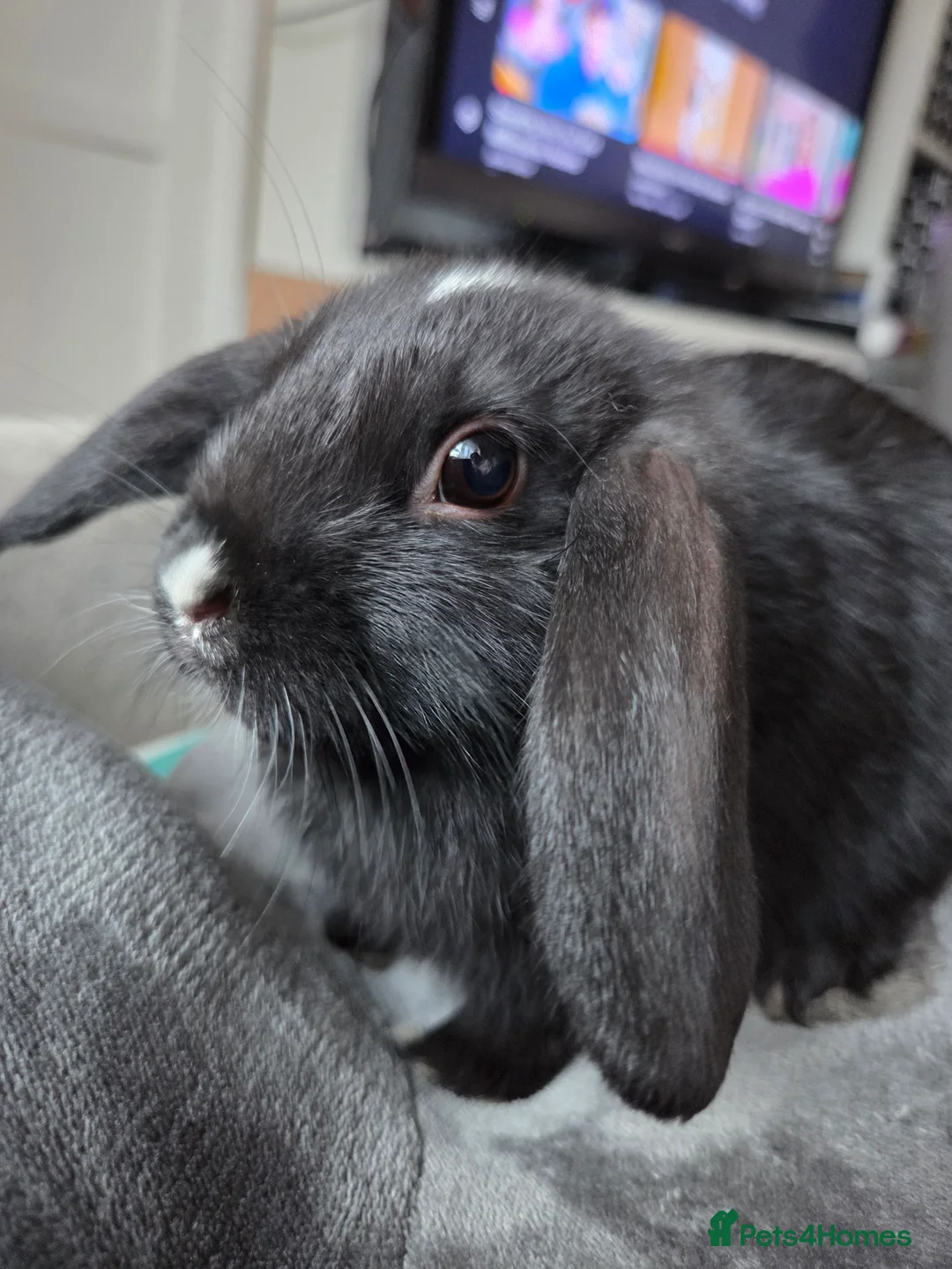 Mini Lop rabbits for sale: Beautiful mini lops - Advert 8