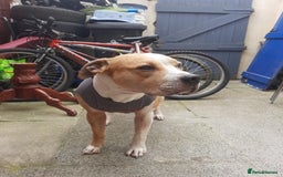 Mixed Breed dogs for sale: Junior-The Bullwhip - Image 3