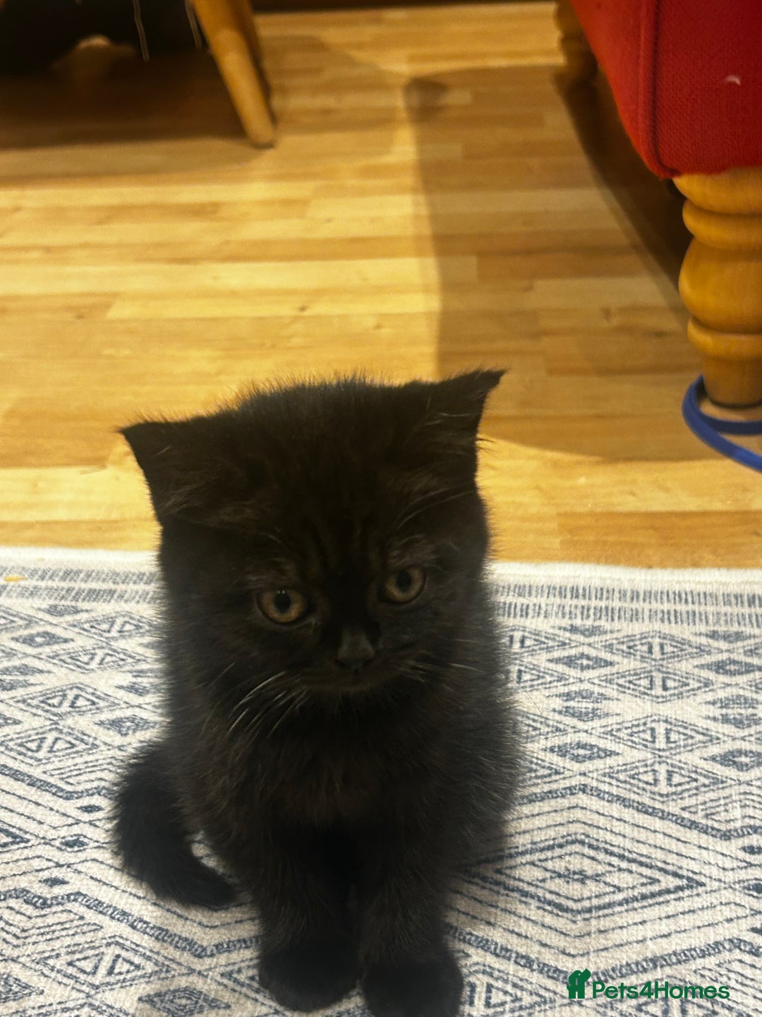 British Shorthair cats for sale: GCCF BSH show quality kittens  - Advert 11