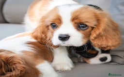 Cavalier King Charles Spaniel dogs for sale: High quality Cavalier King Charles Spaniel Puppies - Image 10