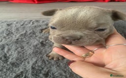French Bulldog dogs for sale: 5 French bull dogs puppies  - Image 15