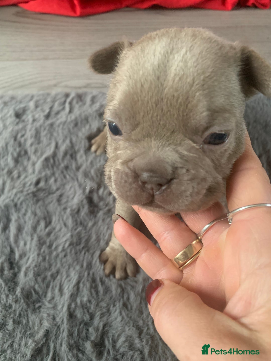 French Bulldog dogs for sale: 5 French bull dogs puppies  - Image 15
