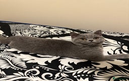 British Shorthair cats for sale: Grey British Shorthair Kitten - Image 1