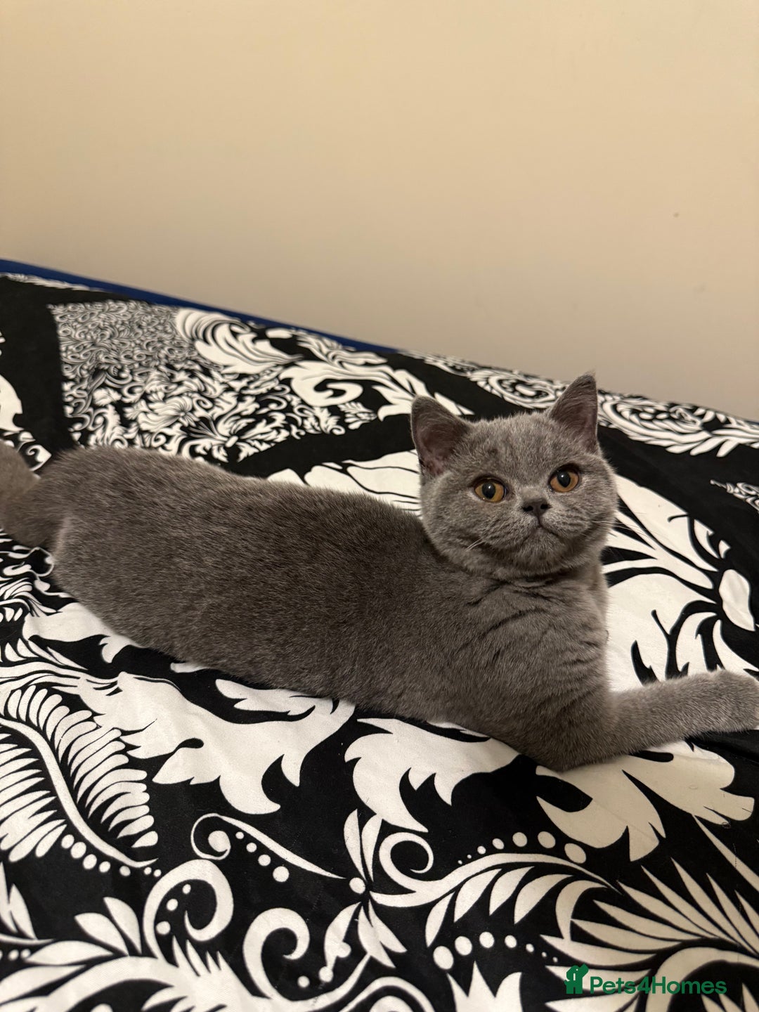 British Shorthair cats for sale: Grey British Shorthair Kitten - Image 1