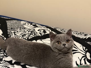 British Shorthair cats - Advert 9