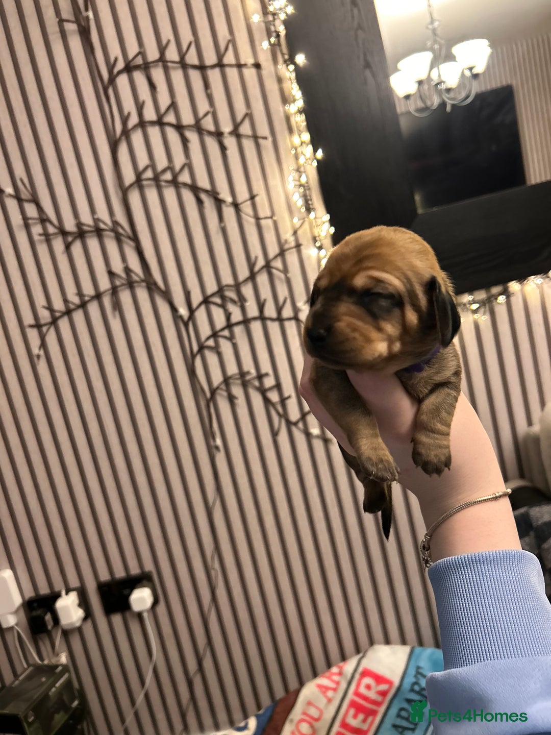 Dachshund dogs for sale: Litter of 8 beautiful dachshund puppies🩵🩷 - Advert 14