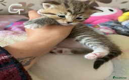 Mixed Breed cats for sale: Beautiful tabby kittens - Image 1
