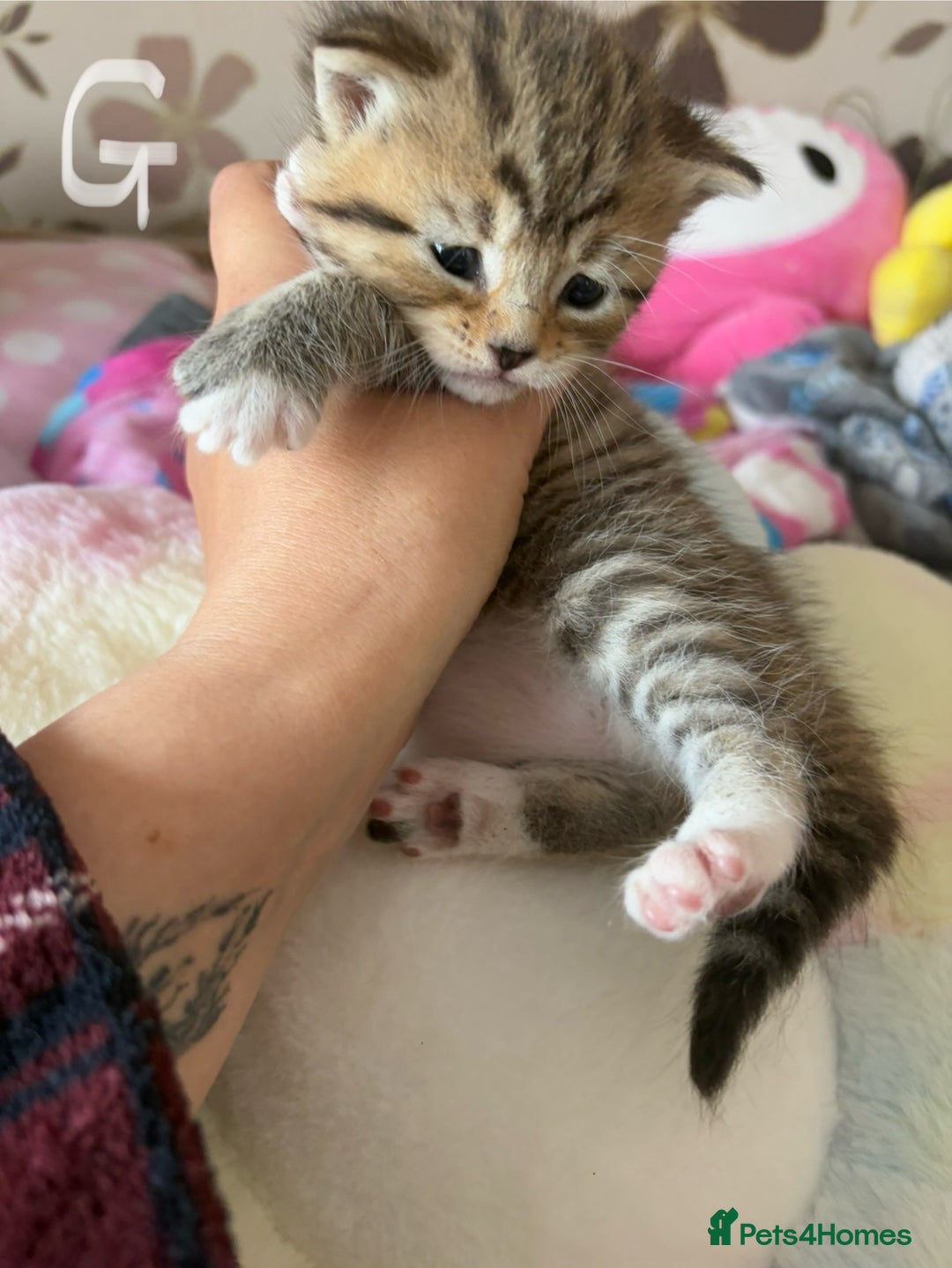 Mixed Breed cats for sale: Beautiful tabby kittens - Image 1