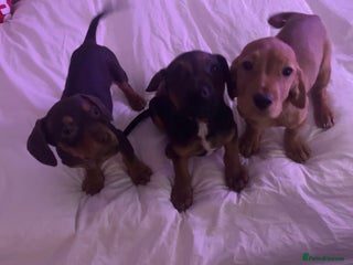 Mixed Breed dogs Miss Claire griiffin - Advert 1