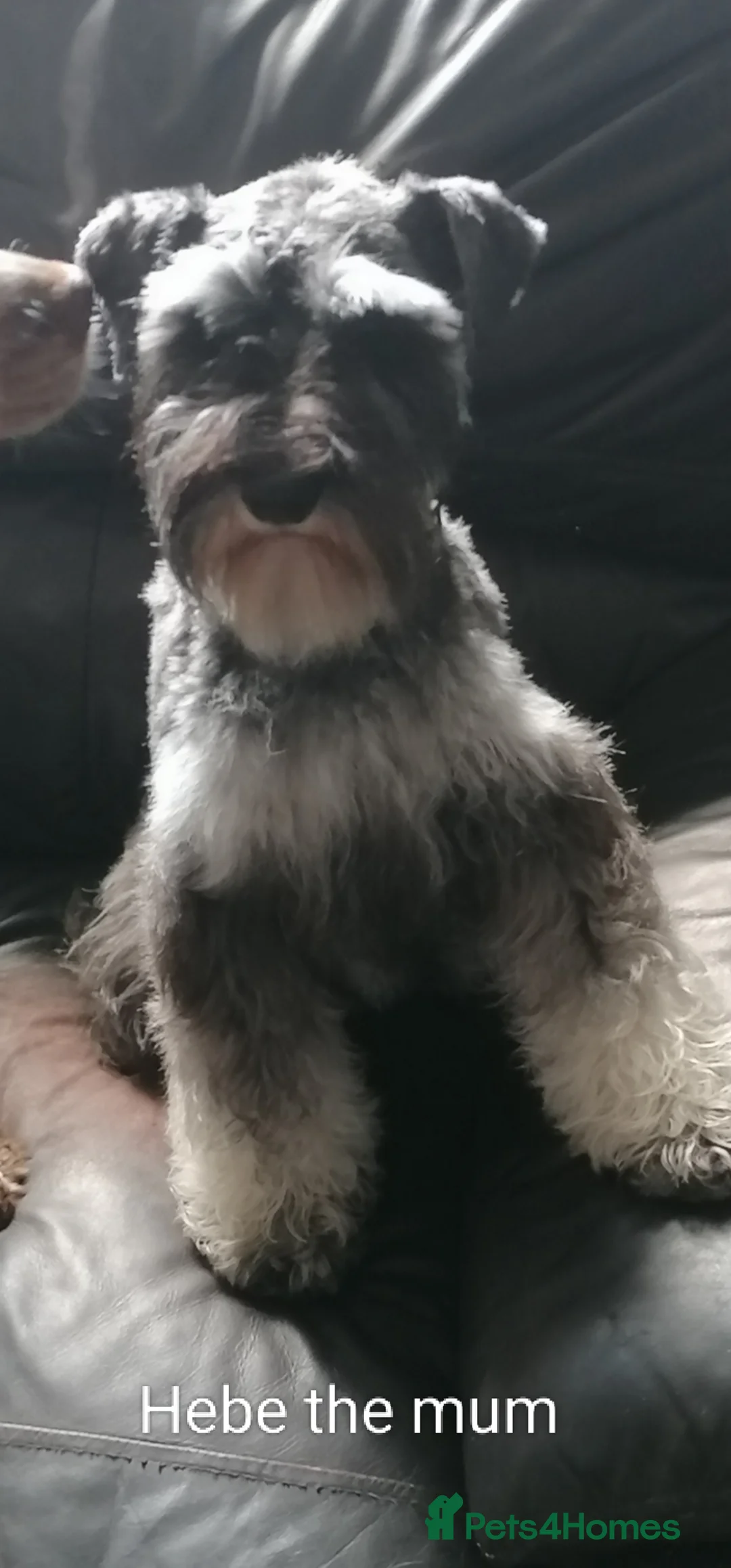 Miniature Schnauzer dogs for sale: Last litter of Hebes pups from family home. in Pontefract - Advert 1