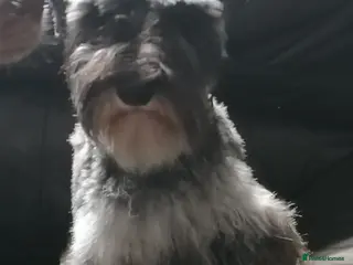 Miniature Schnauzer dogs Last litter of Hebes pups from family home. - Advert 8