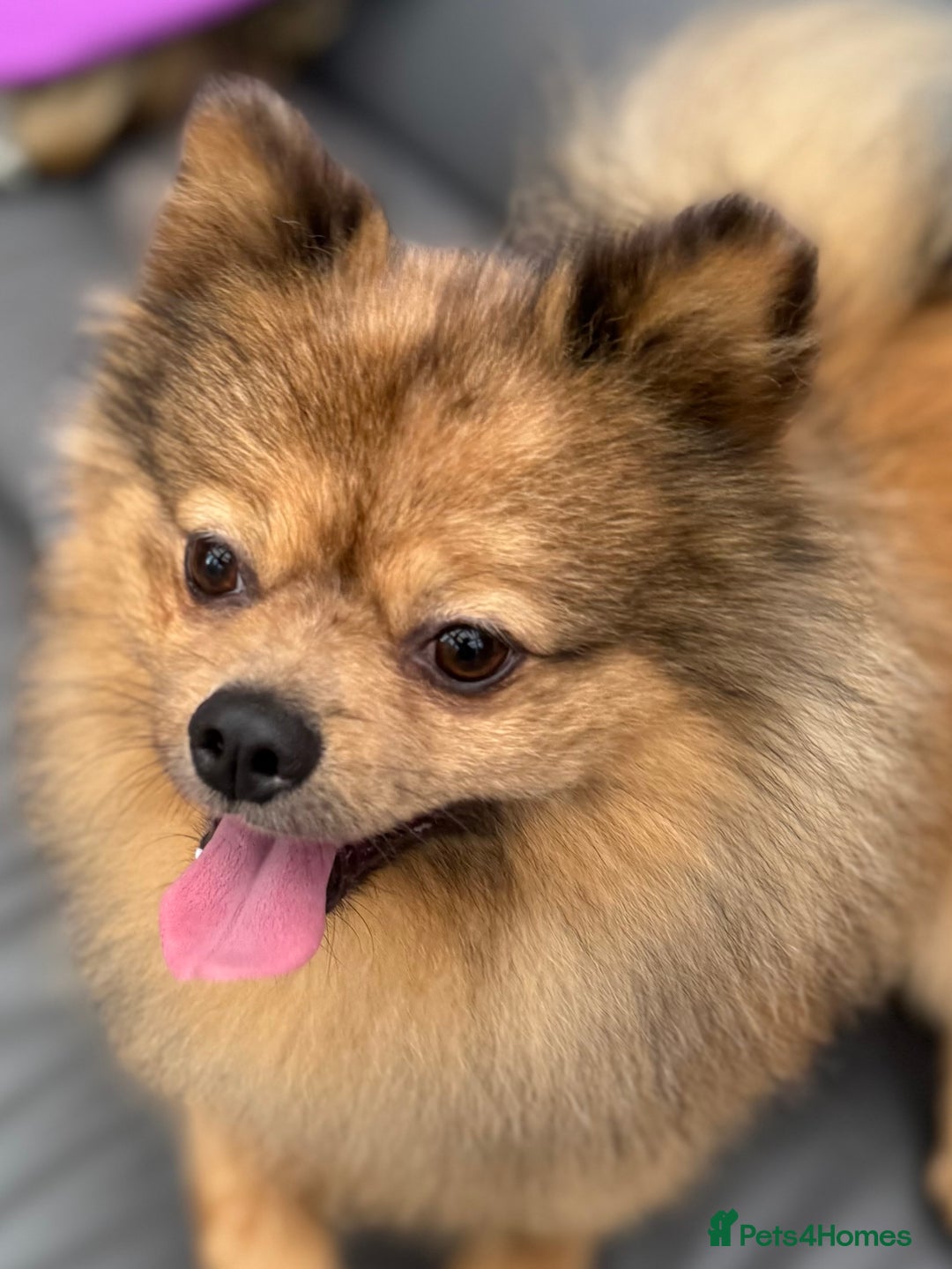 Pomeranian dogs for sale: Very fluffy Orange Sable Pomeranian boy  - Advert 22
