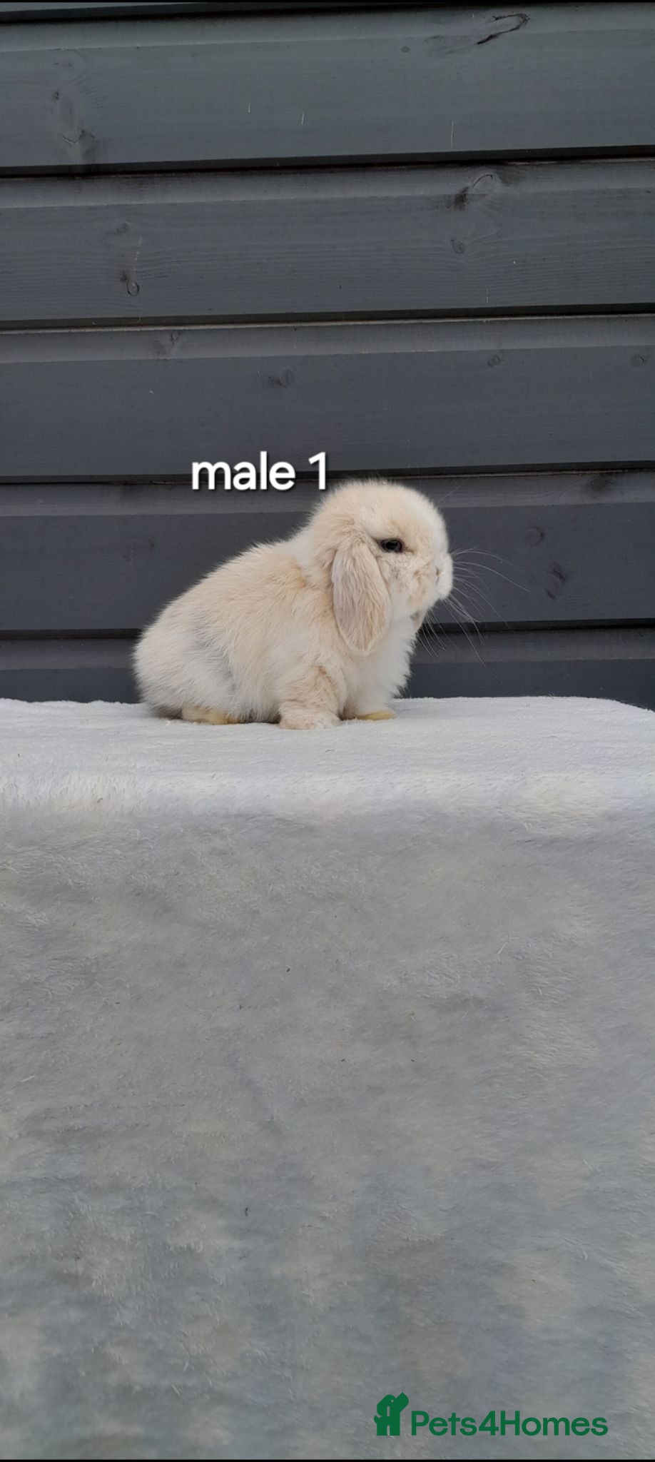 Mini Lop rabbits Purebred mini lop bunnies  - Advert 2