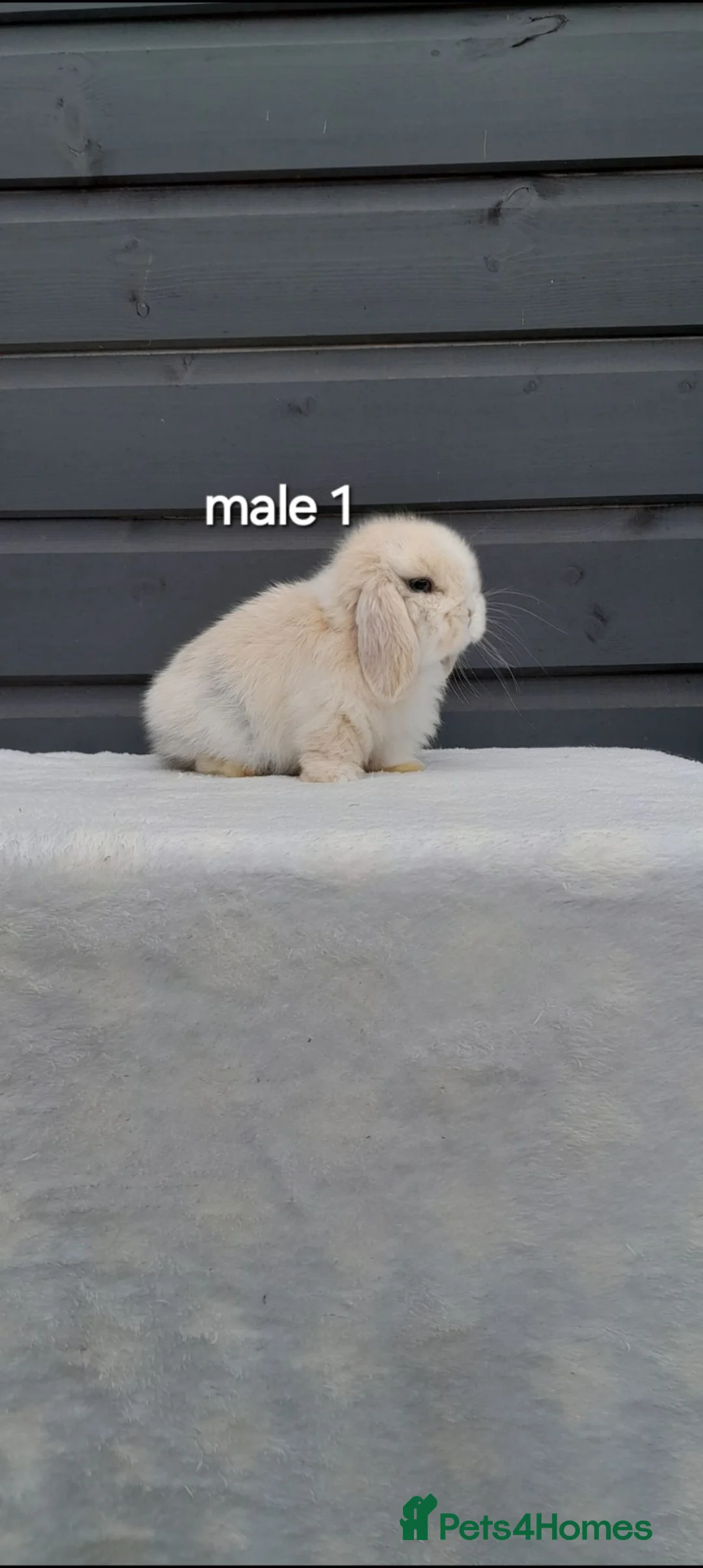 Mini Lop rabbits for sale: Purebred mini lop bunnies  - Advert 2
