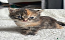 British Longhair cats for sale: British long hair cats  - Image 6