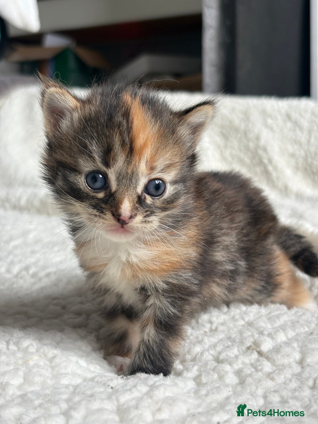 British Longhair cats for sale: British long hair cats  - Image 6