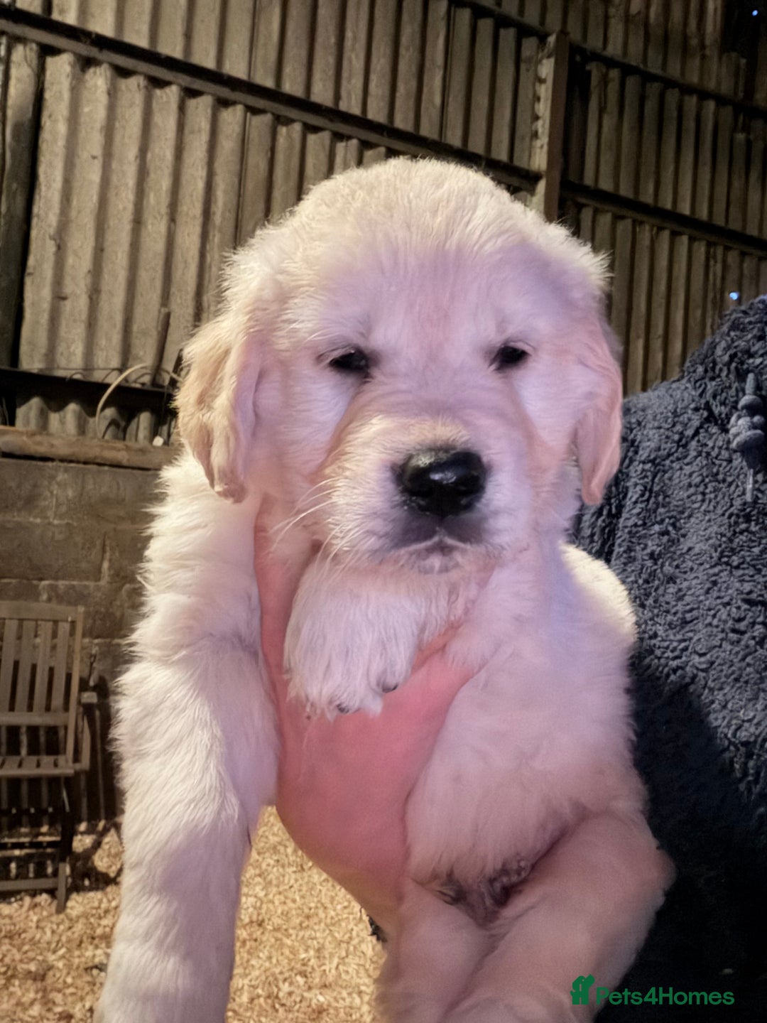 Golden Retriever dogs for sale: Mr orange golden retriever puppy  - Advert 1