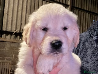 Golden Retriever dogs Mr orange golden retriever puppy - Advert 1