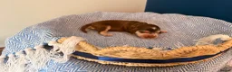 Cocker Spaniel dogs for sale: Outstanding KC registered Cocker Spaniel Puppies  - Advert 24