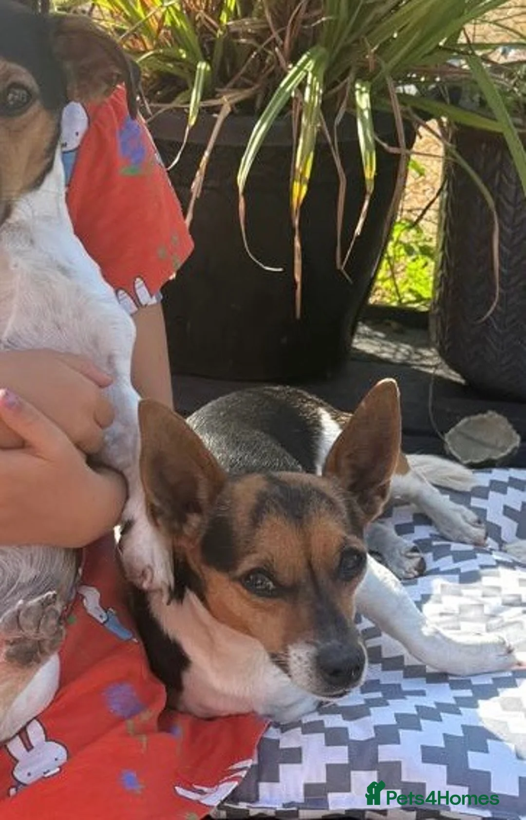 Jack Russell dogs for sale: Jack Russell 5 yrs old  - Advert 2