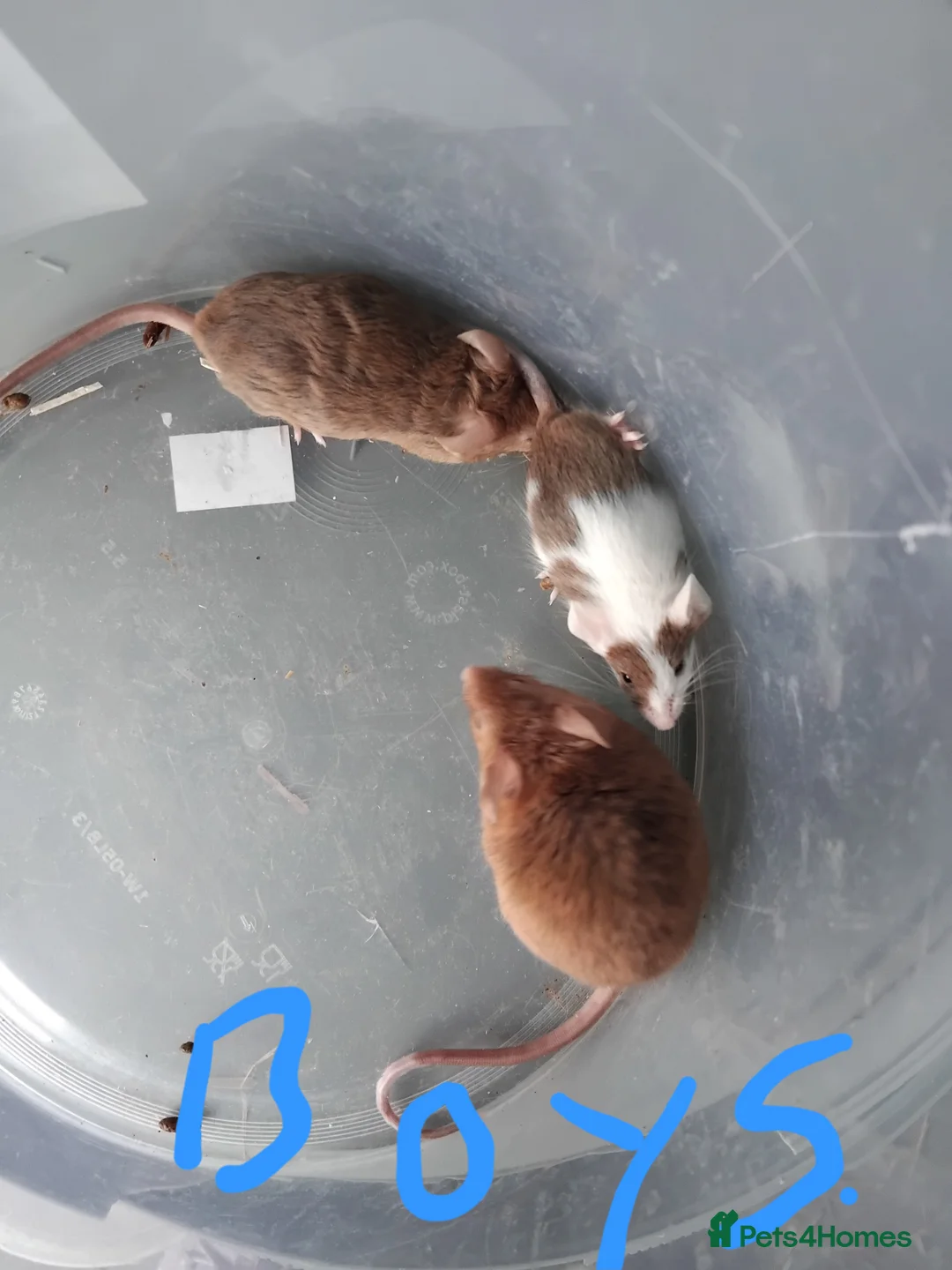 Mouse rodents for sale: Gorgeous friendly mice  - Advert 2