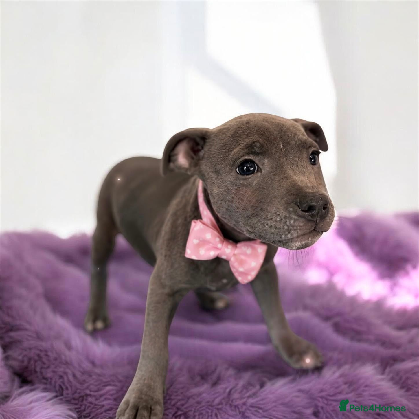 Staffordshire Bull Terrier dogs Staffordshire bull  - Advert 1