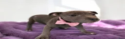 Staffordshire Bull Terrier dogs for sale: Staffordshire bull  - Advert 1