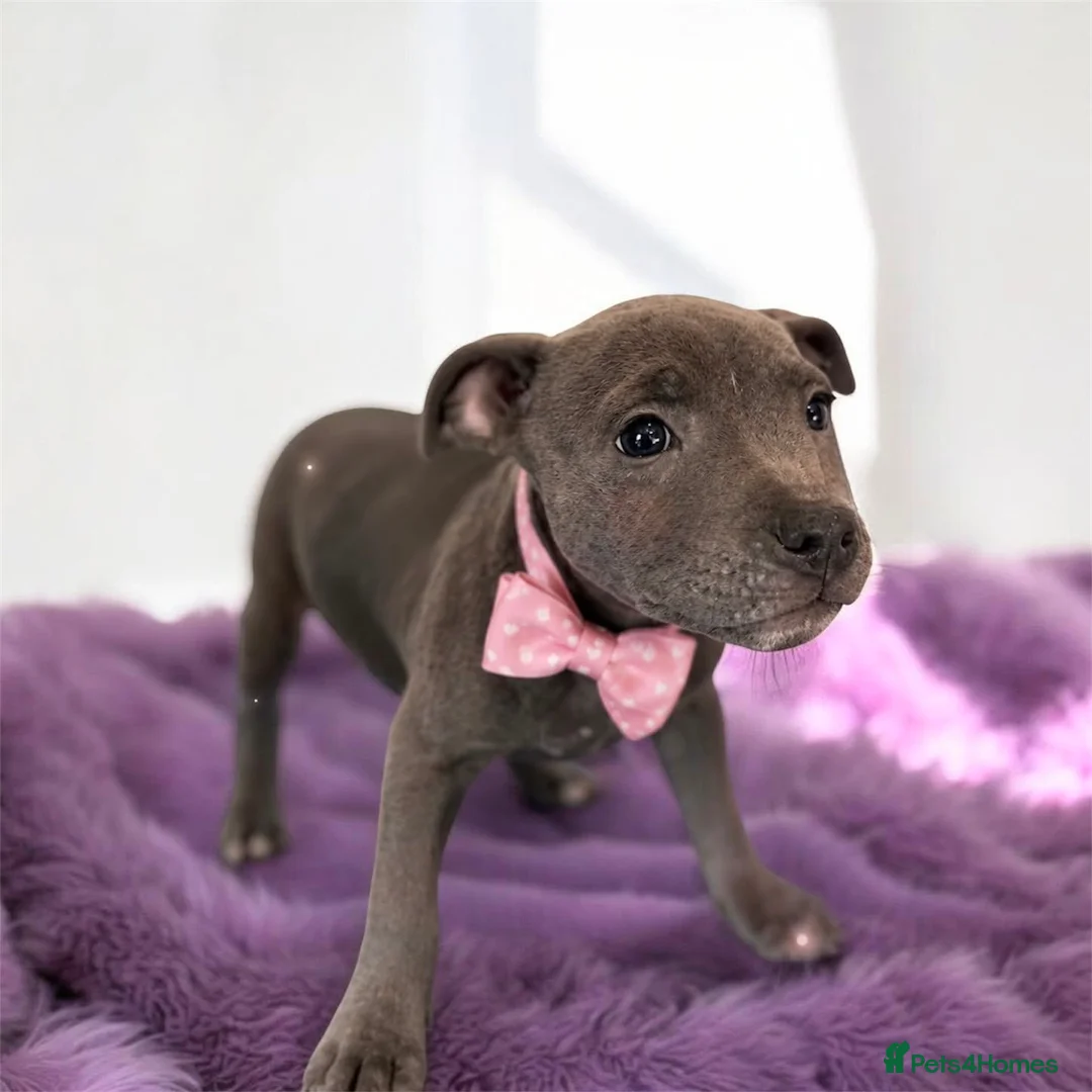 Staffordshire Bull Terrier dogs for sale: Staffordshire bull  - Advert 1