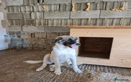 Mixed Breed dogs for adoption: Beautiful and Gentle HEIDI - for a Loving Home - Image 15