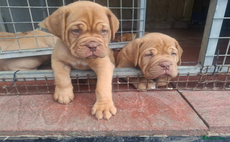 Dogue De Bordeaux dogs - Advert 2