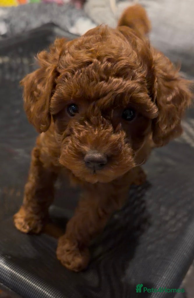 Miniature Poodle dogs Beautiful Red KC Registered Miniature Poodle Pups - Advert 7