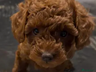 Miniature Poodle dogs Beautiful Red KC Registered Miniature Poodle Pups - Advert 7