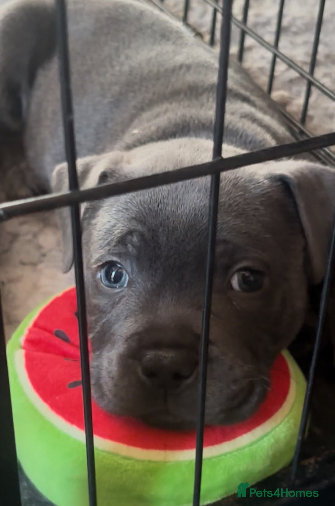 Staffordshire Bull Terrier dogs for sale: KC Staffordshire bull terrier LAST BOY REDUCED  - Image 2