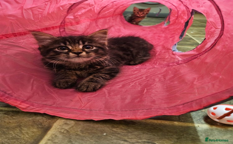 Mixed Breed cats - Advert 9