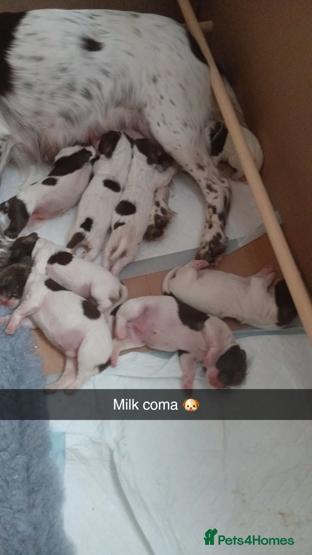 English Springer Spaniel dogs for sale: English springer spaniel puppies  in Blackburn - Advert 4