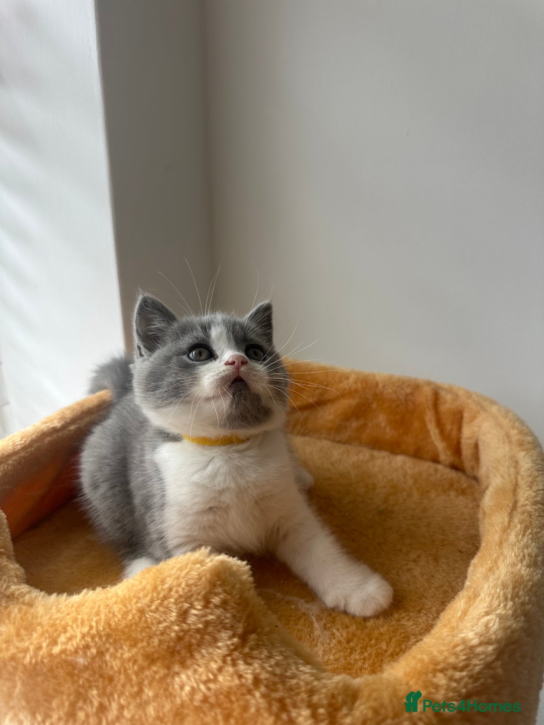 British Shorthair cats for sale: 🐻 Beautiful Teddy Bear BSH and BLH 🐻 - Image 17