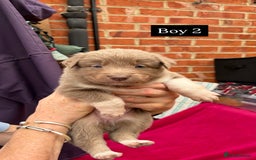 Border Collie dogs for sale: 6.5 weeks old collie puppies for sale  - Image 9